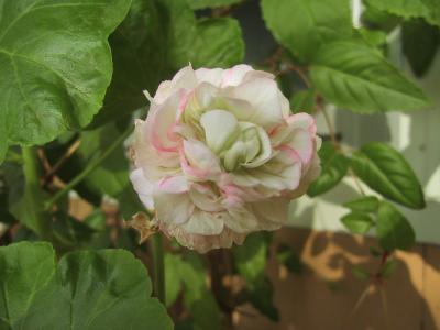 1819