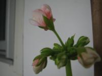 S3_1989.jpg