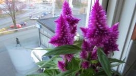SX_0693.jpg
