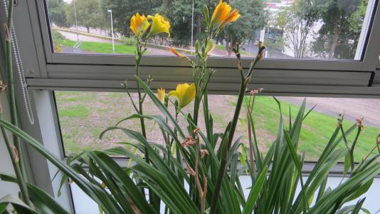 SX50_1035